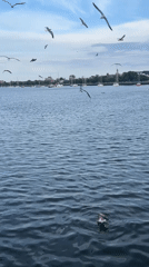 Seagulls over a choppy NYC harbor, sailboats in the background