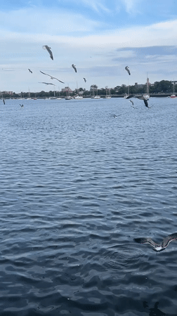 Seagulls over a choppy NYC harbor, sailboats in the background