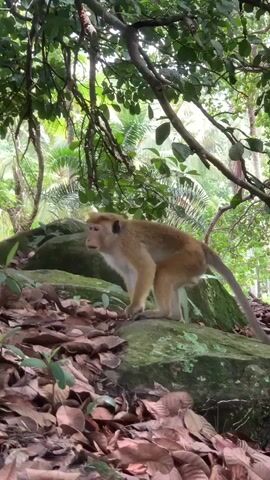 A monkey with light brown fur stands on a rock covered in green moss and fallen leaves. The monkey looks upwards, then scans the environment before turning to face the camera. It stands in a lush forest environment with green foliage and tall trees in the background.