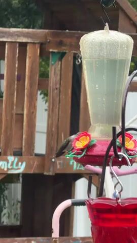 A hummingbird is perched on a red hummingbird feeder. The feeder is hanging from a metal hook, and there is another red feeder below it. Behind the feeder, a wooden structure with a green awning is visible. The hummingbird is facing left and appears to be drinking from the feeder. Raindrops are visible on the feeder and in the air. The ground is not visible in the frame.
