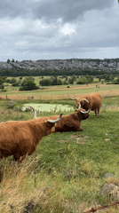 Highland cattle hanging out in an Edinburgh field