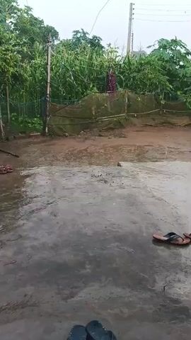 A person wearing a maroon and blue sari stands in front of a fence of corn stalks, partially obscured by netting. Sandals are scattered on a wet, muddy ground in front of and to the right of the person. It is raining, and drops are visible in the air and on the ground.