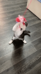 Gray cat plays with toy, receives pets near flowers