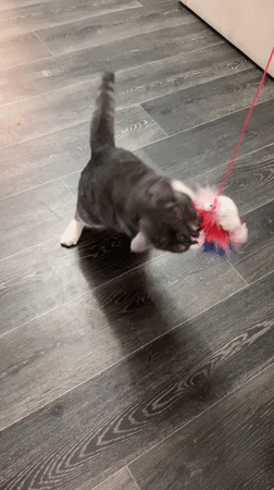 Gray cat plays with toy, receives pets near flowers