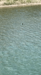 Bird spotted on calm waters near Novomikhaylovsky shoreline