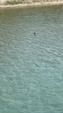 Bird spotted on calm waters near Novomikhaylovsky shoreline