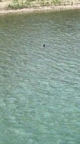 Bird spotted on calm waters near Novomikhaylovsky shoreline