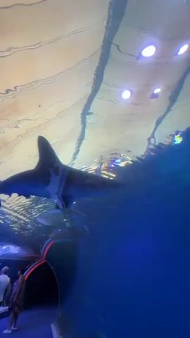 A shark with a hammer-shaped head swims in an aquarium. The shark is silhouetted against a bright, reflective ceiling with circular lights. Below the shark, the water is a deep blue. Small silver fish swim in the background. The camera is looking up at the shark from below.