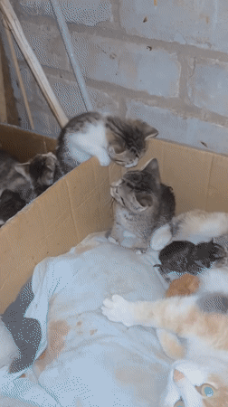 Cat with kittens observed in box in Bolgar, Russia