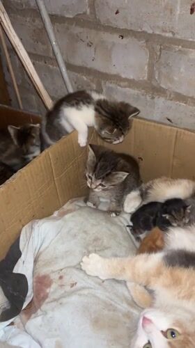 Cat with kittens observed in box in Bolgar, Russia