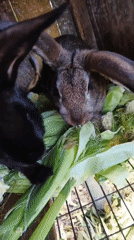 Rabbits and a dog snack on fresh corn in a Smila backyard
