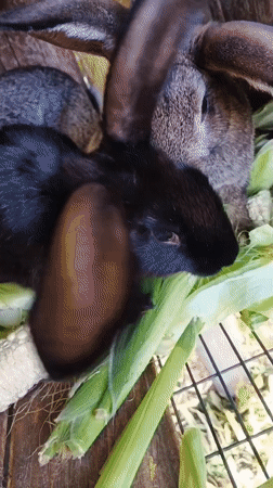 Rabbits and a dog snack on fresh corn in a Smila backyard