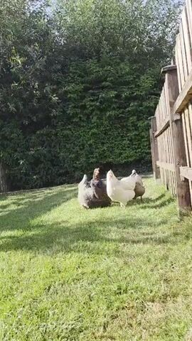 Four chickens are in a grassy yard. The chickens are brown, white, and grey. The chickens are standing in the grass near a wooden fence. A tree is behind the chickens. The sun is shining.