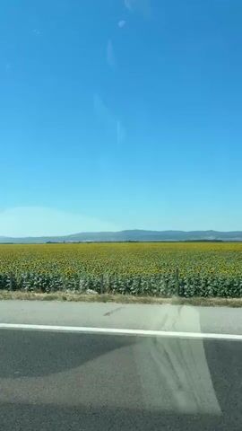 The video shows a vast field of sunflowers stretching to the horizon under a clear blue sky. In the foreground, a strip of asphalt road with a white line is visible, suggesting the footage was captured from a moving vehicle. A simple fence borders the sunflower field, with distant hills forming the backdrop. The sun appears to be shining brightly, illuminating the scene.