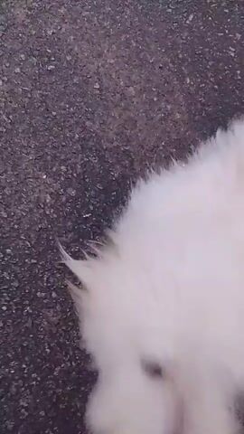 A close-up video shows a person's hand petting a fluffy white dog. The dog's fur is white and appears soft. The background is blurry and appears to be a paved surface. The video is shaky and the focus shifts slightly throughout.