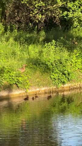 A mother duck is visible on the grassy bank of a body of water. Several ducklings are swimming in the water near the bank. Trees and foliage surround the water, creating a natural environment. The sun is shining, casting light on the scene and reflecting off the water's surface.