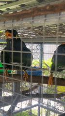 Caged Hill Myna birds vocalize in Ko Samui