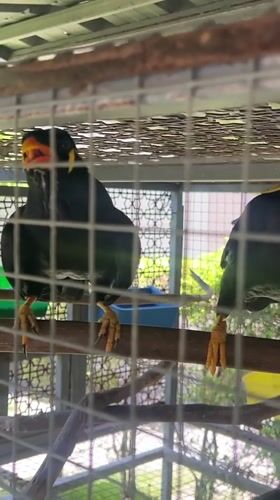 Caged Hill Myna birds vocalize in Ko Samui