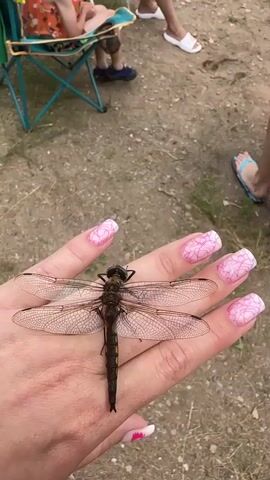 The video shows a close-up of a large dragonfly resting on a person's hand. The hand has bright pink fingernails with a white pattern. The dragonfly is dark brown and black with translucent wings that are spread wide. In the background, out of focus, are several people sitting on the ground and in chairs. One person is sitting in a green camping chair, wearing an orange and white patterned shirt. Another person is wearing white sandals. The ground is dirt and sand, with some sparse vegetation. The overall setting appears to be outdoors, possibly a park or campsite.