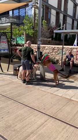 The video shows a man with two dogs standing next to a utility pole on a sunny day.  The man is wearing a green t-shirt and grey shorts.  One dog is a golden retriever, the other is brown with a red inflatable collar and a pink polka-dot shirt.  The man is holding the leashes of both dogs. The brown dog is standing in front of the pole. Behind them is a stone wall and a bus stop with a man sitting on the bench.  A bus route map is next to the man.  The ground is paved and there is a building in the background.