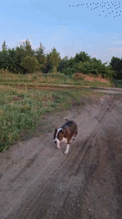 Evening dog encounters documented in rural Tolyatti, Russia