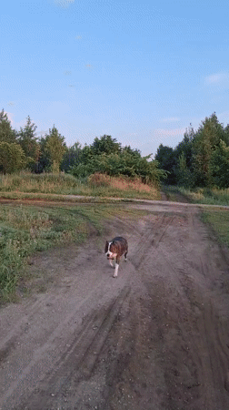 Evening dog encounters documented in rural Tolyatti, Russia