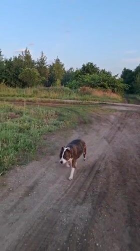 Evening dog encounters documented in rural Tolyatti, Russia