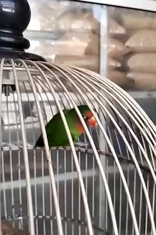 A close-up shot of a small green bird with an orange face is perched inside a white wire cage. The bird is positioned on a horizontal perch, facing towards the right side of the frame. Its body is mostly obscured by the cage bars. The background is blurred, showing stacks of white bags, possibly in a shop or storage area. The cage has a decorative black finial on top. The lighting is bright and natural.