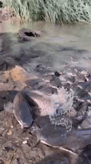 Massive catfish congregations witnessed across central Israel waterways
