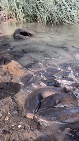Massive catfish congregations witnessed across central Israel waterways