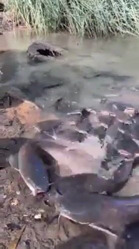 Massive catfish congregations witnessed across central Israel waterways