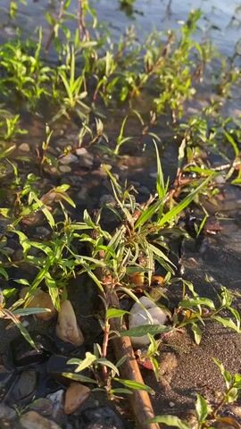 This is a close-up video of grass and pebbles at the edge of a body of water. The water is clear and reflects the sunlight. The grass is green and lush, and some of it is submerged in the water. The pebbles are various colors and sizes. The sun is shining brightly, creating a warm and inviting atmosphere. The video is shot from a low angle, which emphasizes the details of the grass and pebbles. The sound of the water is audible. The camera is mostly stationary, with some slight movement as if held by hand. A voice is heard saying "She's biting me" or "She's eating me" in Russian.