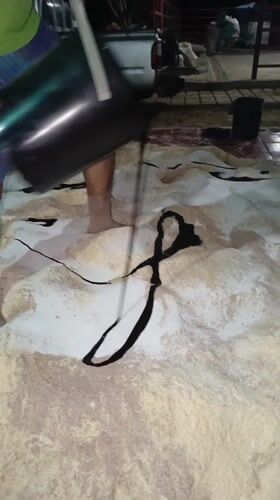 Animals documented at Venezuela location during nighttime visit