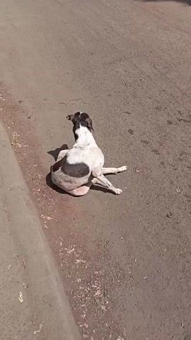 The video shows a black and white dog sitting on a paved road. The dog stands and walks out of frame. The road is dry and has some debris on it. The lighting is bright.