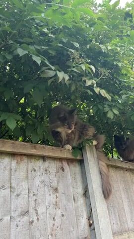 The video shows three cats on a wooden fence. The first cat, a large long-haired tabby with white chest and paws, is sitting in the middle of the frame, looking to the right. Its tail hangs down the side of the fence. A second cat, a dark brown long-haired cat, is visible to the right of the first cat, also sitting on the fence and looking towards the right. A third cat, a light orange long-haired cat, is visible at the far right of the frame, also on the fence and looking downwards. Lush green foliage from trees overhangs the top of the fence.