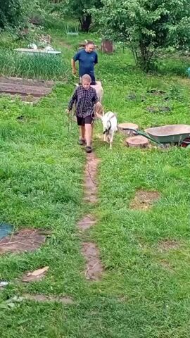 A young girl walks a white goat on a lead down a dirt path. She is wearing a plaid shirt and dark shorts. Behind her, a man walks a light-colored goat on a lead. Both are walking away from the camera down a grassy, overgrown path lined with trees and bushes.