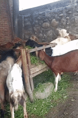 Goats feed in outdoor enclosure in Lhokseumawe, Indonesia