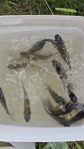 A white plastic tub filled with murky water contains at least eleven small fish. The fish are dark grey or black and appear to be alive, swimming and wriggling in the water. The tub is positioned outdoors, with green grass and some dried vegetation visible in the background.