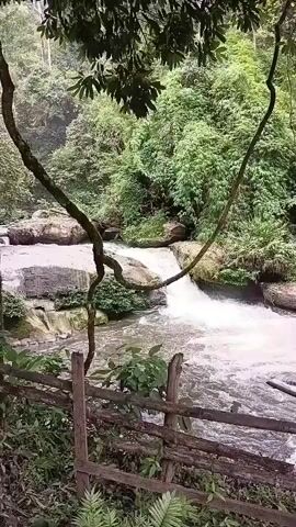 The video shows a lush green forest with a river flowing through it. There is a small waterfall and large rocks. A wooden fence is in the foreground, and vines hang from trees. The scene appears peaceful and natural.