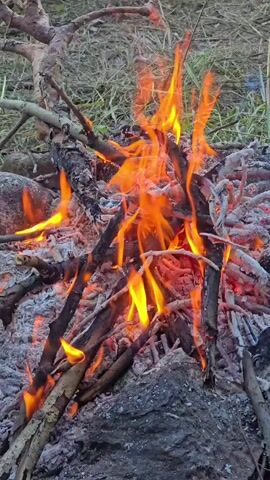 The video shows a close-up view of a campfire. Dry branches and twigs are arranged in a teepee shape and are burning, producing orange and yellow flames. The fire is burning on a bed of grey ash, with larger rocks visible around the base. In the background, dry grass and some larger branches are visible. The scene appears to be outdoors, likely in a natural setting. There are no people or animals visible in the video. The lighting suggests it might be dusk or a cloudy day.