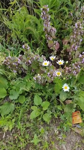 The video displays a close-up, slightly shaky shot of wildflowers and green foliage. The primary subjects are clusters of small, pale purple flowers with visible stamens, interspersed with delicate white daisies. The plants are growing in a wild, natural setting, likely outdoors, with a variety of green leaves and grasses dominating the scene. Some of the leaves are broad and rounded, while others are finely divided. The overall impression is one of abundant, untamed nature. The lighting suggests it could be daytime, with diffused light, possibly indicating an overcast day or a shaded area. There are no people visible in the frame. A small, orange rectangular object with some text on it is partially visible in the lower right corner of the frame, but the text is illegible. The location context provided is Volsk, Russia, which implies the plants are native to that region or are common in similar climates. The video is short, with no discernible activity or event taking place other than the gentle movement of the plants, likely due to a breeze. The mood is peaceful and naturalistic.
