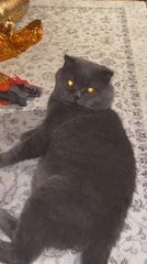 Gray cat plays on back on patterned rug with toys