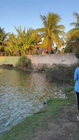 The video shows a body of water with green vegetation on the bank. A wall with some debris behind it runs along the bank. Several capybaras, including adults and juveniles, are visible on the bank near the water. One capybara is partially submerged in the water. In the background, there are palm trees and buildings. The lighting suggests it is either sunrise or sunset. A person wearing a blue jacket and white pants is partially visible on the right side of the frame, facing away from the water.