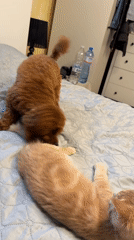 Poodle and tabby kitten play together in a Sofia bedroom