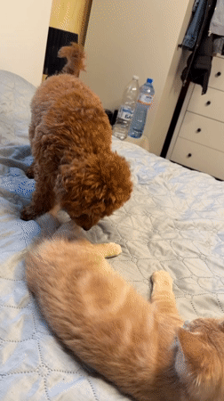 Poodle and tabby kitten play together in a Sofia bedroom