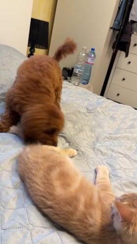 Poodle and tabby kitten play together in a Sofia bedroom