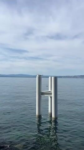 The video shows a close-up shot of a seagull perched on a white pole in the water. The seagull is facing left and appears to be calling out. In the background, there is a calm body of water, a distant shoreline with hills, and a cloudy sky. The pole is part of a larger structure that includes three vertical white cylinders connected by a horizontal beam, resembling the letter H. Another bird can be seen swimming in the water to the right of the pole. The water is clear enough to see the green submerged rocks at the bottom. The overall scene is tranquil and depicts a natural environment with a man-made structure.