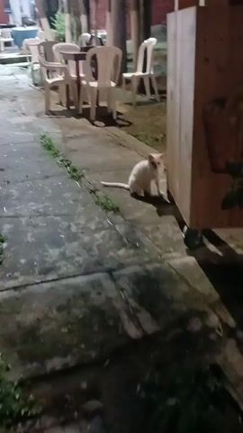 The video shows a white cat sitting on a concrete patio. The cat is near a wooden cabinet on wheels and some white plastic tables and chairs. The background is somewhat dark, suggesting it is nighttime. The concrete patio has cracks and some grass growing between the sections. The camera is hand-held and moves slightly. The cat is looking towards the camera.