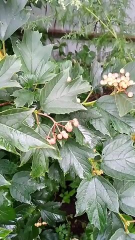 A close-up shot focuses on a branch of a shrub with dark green, lobed leaves and clusters of small, light-pink berries. The berries are oval-shaped and grow in bunches. Some of the leaves appear slightly wet, suggesting recent rain. In the background, there is a blurry view of other green foliage and what appears to be a fence or wall. The overall impression is of a natural, outdoor setting, likely a garden or woodland, with the plant being the primary subject.
