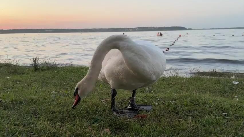 A large white swan stands on a grassy bank next to a body of water. The swan has its neck curved and its beak down, appearing to peck at the grass. In the background, the water is calm with gentle ripples. A string of buoys is visible in the water, marking a swimming area. Two blurry figures can be seen in the water beyond the buoys. The sky above is a soft gradient of pink and orange, indicating either sunrise or sunset. The lighting is subdued.